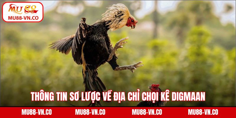Digmaan Đá Gà Mu88 - Điểm Đến Chọi Kê Trực Tuyến Đỉnh Cao 2 Thông tin sơ lược về địa chỉ chọi kê DIGMAAN