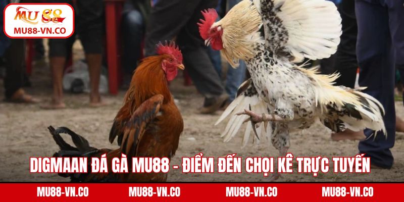Digmaan Đá Gà Mu88 - Điểm Đến Chọi Kê Trực Tuyến Đỉnh Cao 1 DIGMAAN đá gà