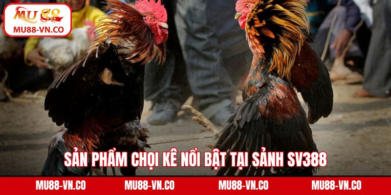 Sản phẩm chọi kê nổi bật tại sảnh SV388