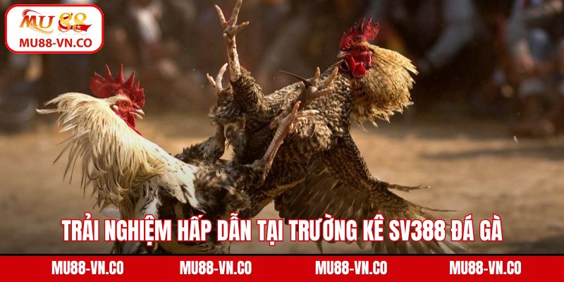 Trải nghiệm hấp dẫn tại trường kê SV388 đá gà